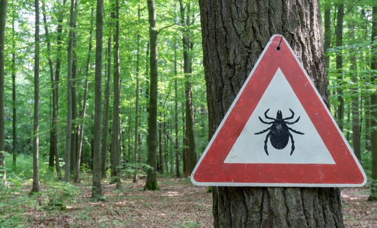  (Foto: Gabor Tinz/Shutterstock.com)