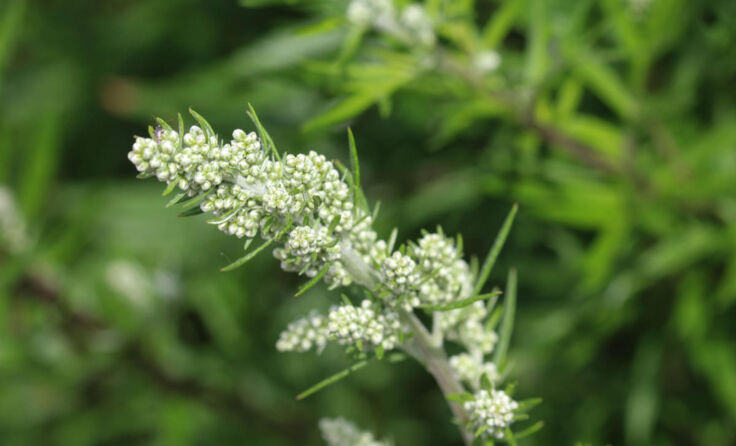 Beifuß (Artemisia vulgaris) (Foto: Mr. Meijer/Shutterstock.com)
