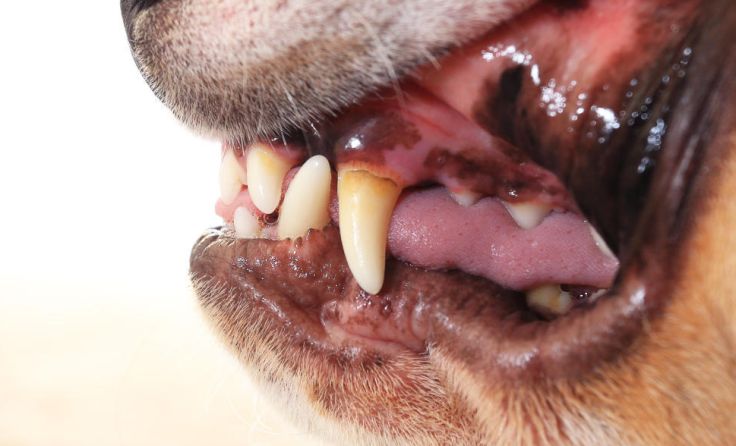 (Foto: PixieMe/Shutterstock.com)