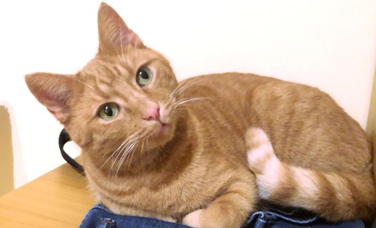 Kater Benni (Foto: Jan van Leyden)