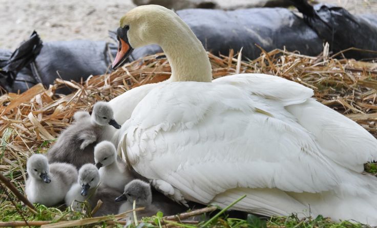 Die Jungschwäne sind geschlüpft. (Foto: Stadt Linz/Dworschak)