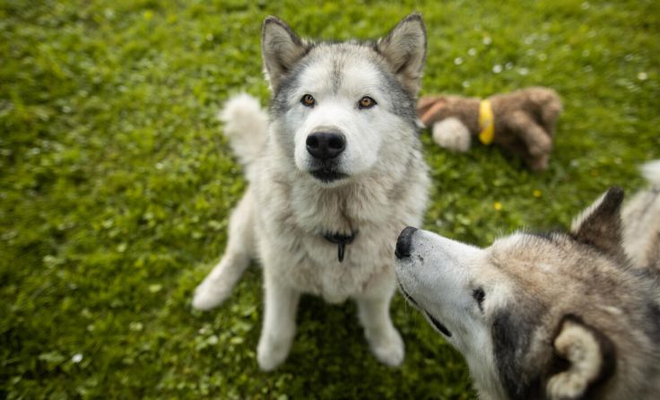 Seit über einem Jahr warten die Malamuts auf ein Zuhause. (Foto: Laura Berndl)