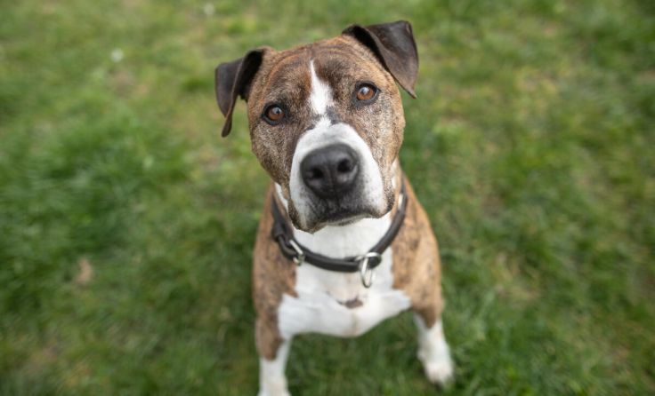 Duke (Foto: TH Linz)