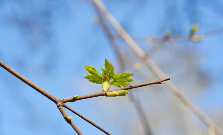 Es sollen Feldahornbäume gepflanzt werden. (Foto: nahhan/AdobeStock)
