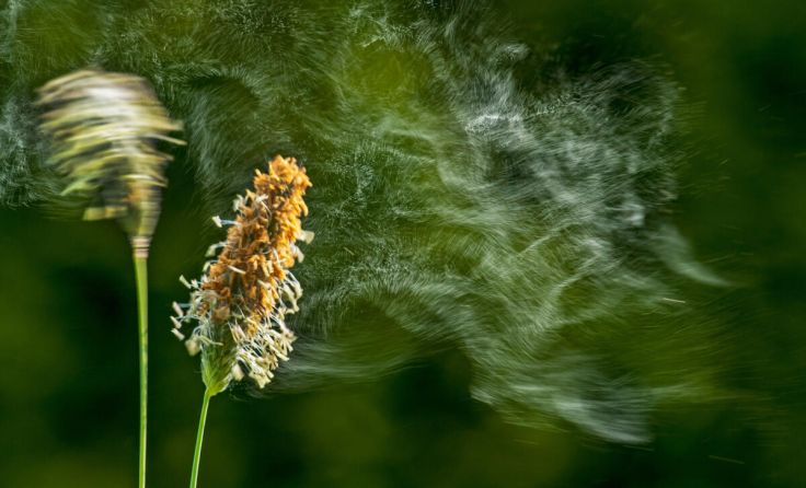 Wegerich verstärkt die Belastung. (Foto: Jürgen Kottmann/AdobeStock)
