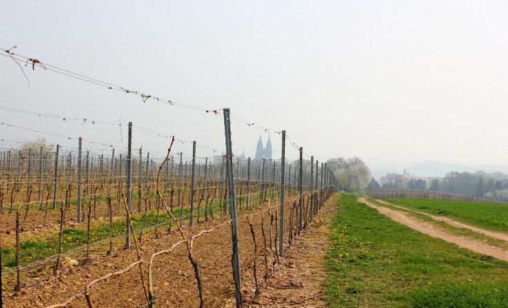 Blick auf die Weinreben bei Rothen / Gut Meissen
