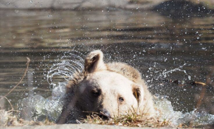 Bär Jerry bei seinem ersten Frühlingsbad. *Foto: Gerlinde Mairhofer