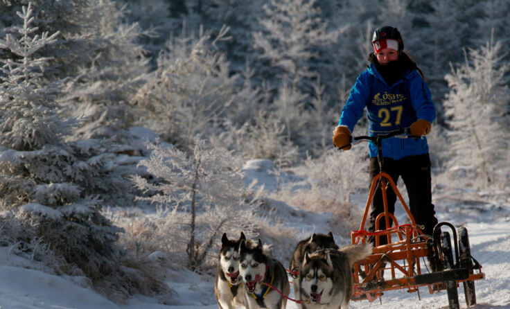 Der Musher mit seinem Gespann in der Kategorie „Cart“. Fotos: Florian Astelbauer