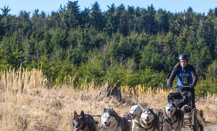 Der Musher mit seinem Gespann in der Kategorie "Cart". Foto: Martin Rehberger