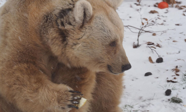Köstliche Birnen lockten auch Bärin Liese aus ihrer gemütlichen Behausung. Fotos: Vier Pfoten