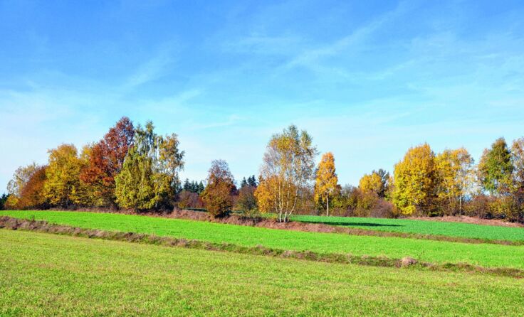 Feldraine - ein wertvoller Lebensraum für Tiere und Pflanzen. Foto: Ewald Altenhofer