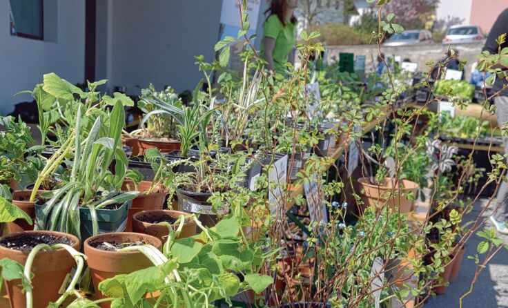 Tauschen, verkaufen, beraten und informieren – auf den Pflanzenmärkten. Foto: KaPri
