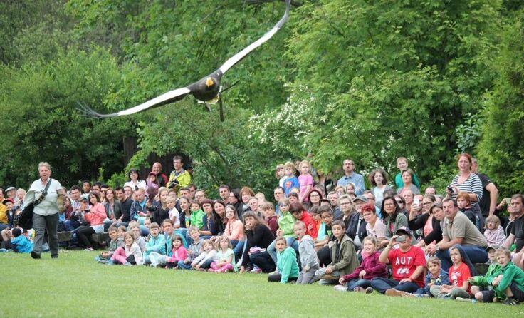Besonders beliebt: Die Flugvorführungen. Fotos: Greifvogelzentrum