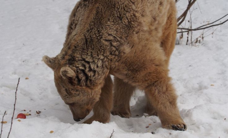 Bär Jerry auf Nahrungssuche. Foto: Vier Pfoten