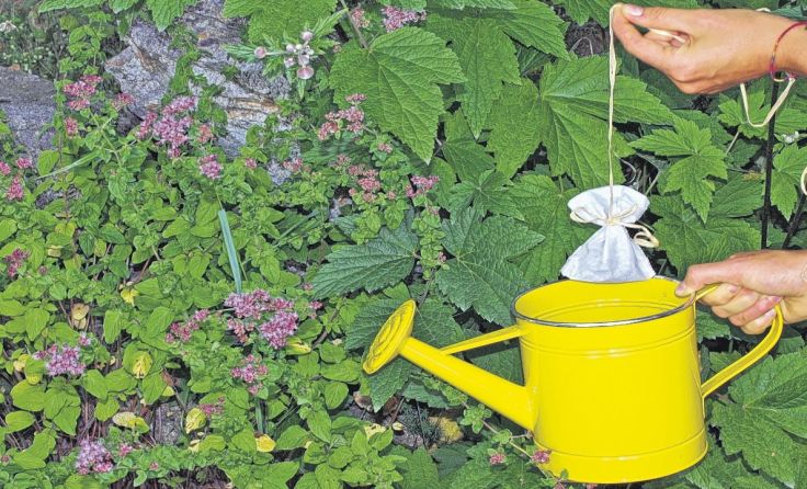 MIt hochwertigem lässt sich der natürliche Tee für Pflanzen selbst herstellen. Foto: GARTENleben