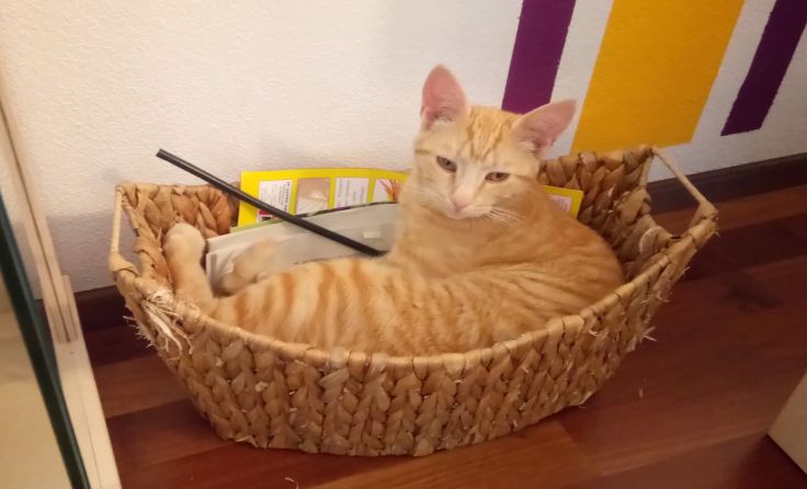 Garfield wird gesucht! Foto: Sandra Zwölfer