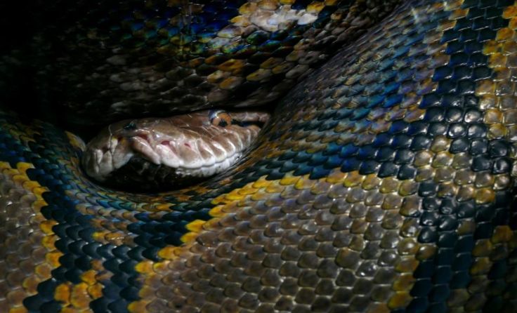 Symbolfoto einer Python. Foto: Vowe