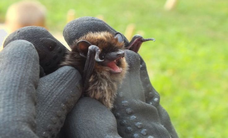 Es ist gelungen, die seltene Nordfledermaus wieder in Sallingstadt "einzubürgern"