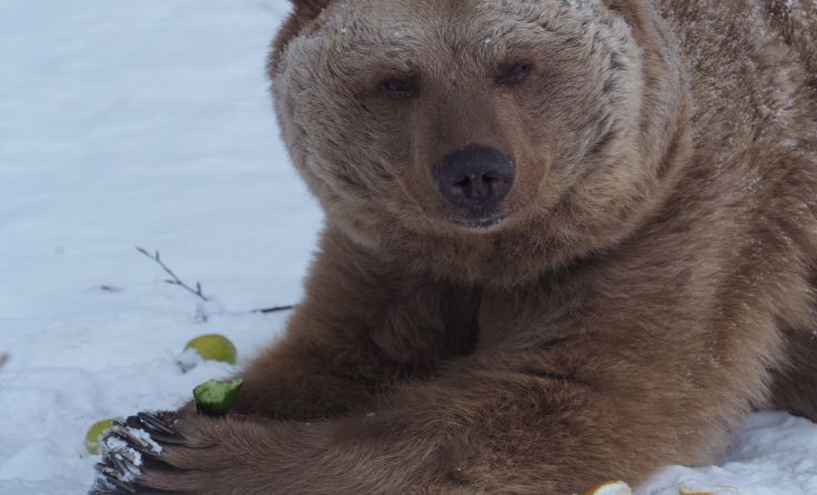 Für einen kleinen Snack verlässt Bär fast täglich kurz seine Höhle; Foto: VIER PFOTEN