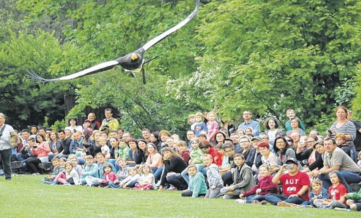 Imposante Flugvorführungen finden um 11 und 15 Uhr statt Foto: Greifvogelzentrum