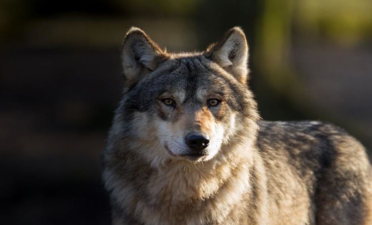 Der Wolf sorgt derzeit für große Verunsicherung in der Region; Foto: Waitandshoot/Shutterstock.com