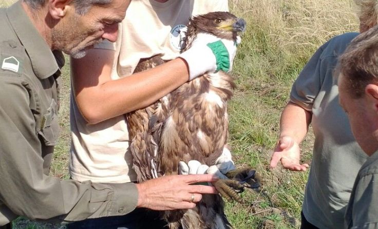 Die Bergung des Seeadlers war erfolgreich; Fotos: TÜPL A, BMLVS