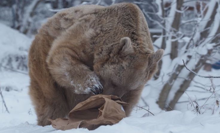 Jerry bearbeitet seinen Futtersack; Foto: VIER PFOTEN