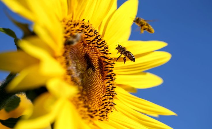 Auch die Bienen haben heuer schon massiv unter dem Frost gelitten. Foto: Weihbold
