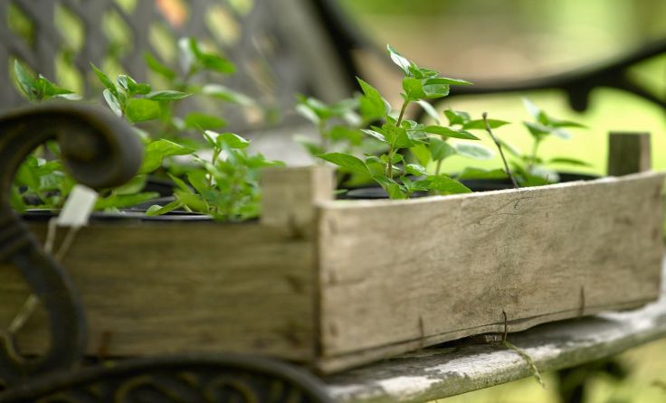 Foto: Natur im Garten