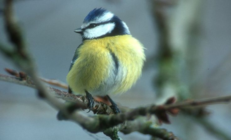 Foto: Josef Limberger