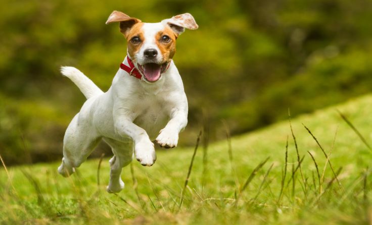 Foto: Ammit Jack / shutterstock.com
