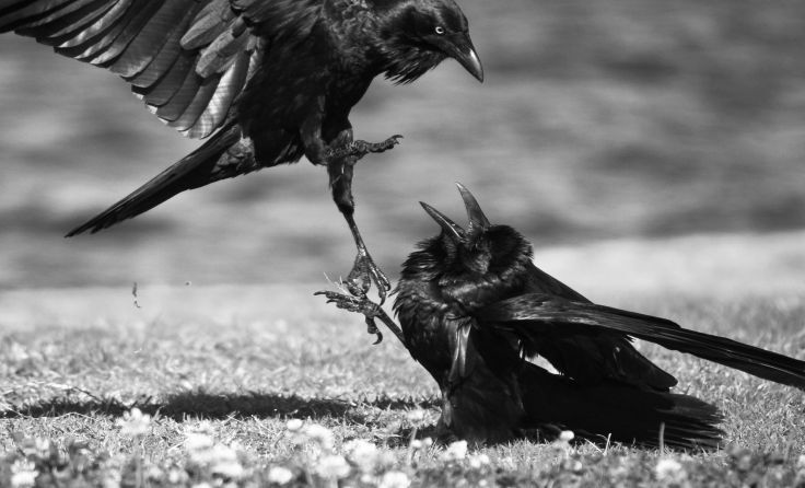 Foto: G Tipene / shutterstock.com