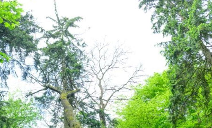 Foto: Wolfgang Simlinger