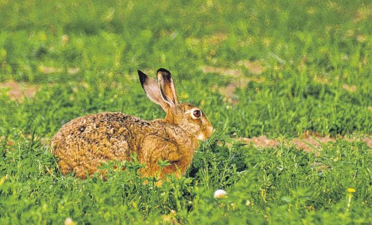 In Oberösterreich wurden 2015 rund 4500 Hasen tödlich überfahren. Foto: Wodicka