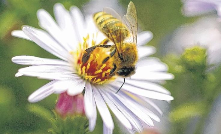 Für die Bienen sollen neue Nahrungsquellen geschaffen werden. Foto: Wodicka