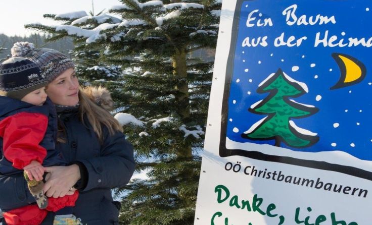 Beim Christbaumkauf sind die Oberösterreicher sehr patriotisch. Foto: OÖ Christbaumbauern