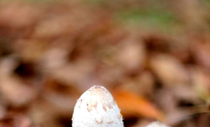 Essbar oder giftig? Nach dem Besuch des Seminars sollte das geklärt sein. Foto: Weihbold