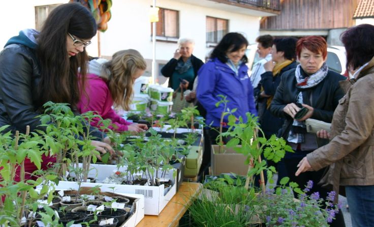 Selbstgezogene Pflänzchen können beim Otelo-Tauschmarkt feilgeboten werden. 