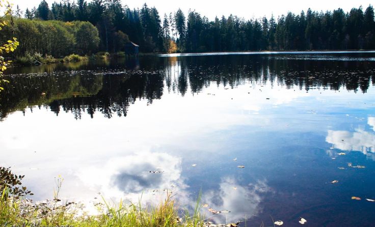 Auch der Rosenhofteich in Sandl weist ausgezeichnete Wasserqualität auf. Foto: Karl Wiesinger