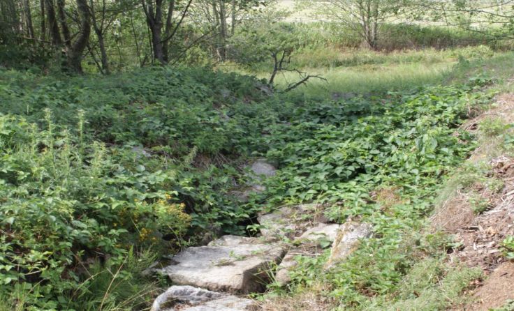 Der Loibersdorfer Bach ist derzeit staubtrocken. Foto: Greindl