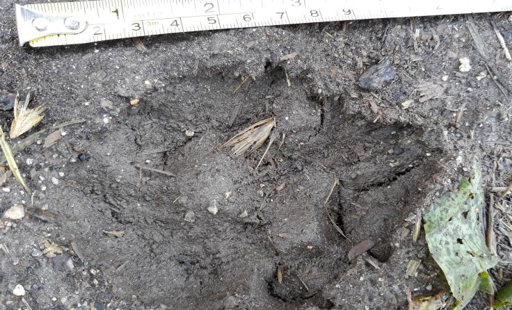 Unklare Pfotenabdrücke (wie dieser von Montagfrüh in Schönau) bitte melden. Foto: Greindl