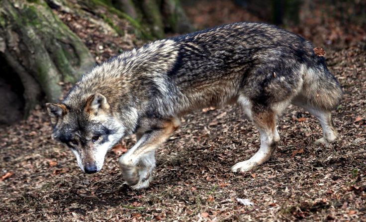 Wolfssichtungen sind vor allem im Mühlviertel schon an der Tagesordnung. Foto: Weihbold