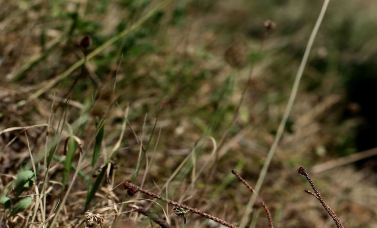 Vielerorts ist die Grasnarbe vertrocknet und erholt sich nur langsam. Foto: Weihbold