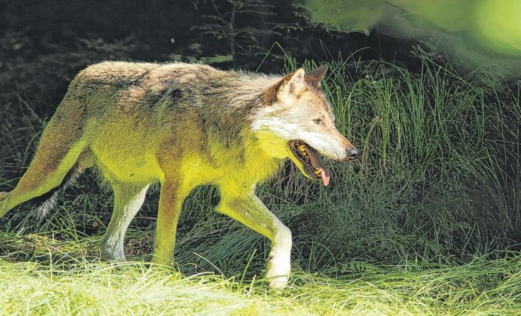 Canis lupus vulgo Wolf Foto: Josef Limberger
