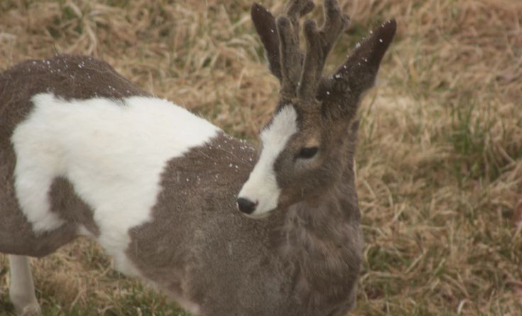 Laune der Natur: der gescheckte Rehbock Foto: Daniel Aistleitner