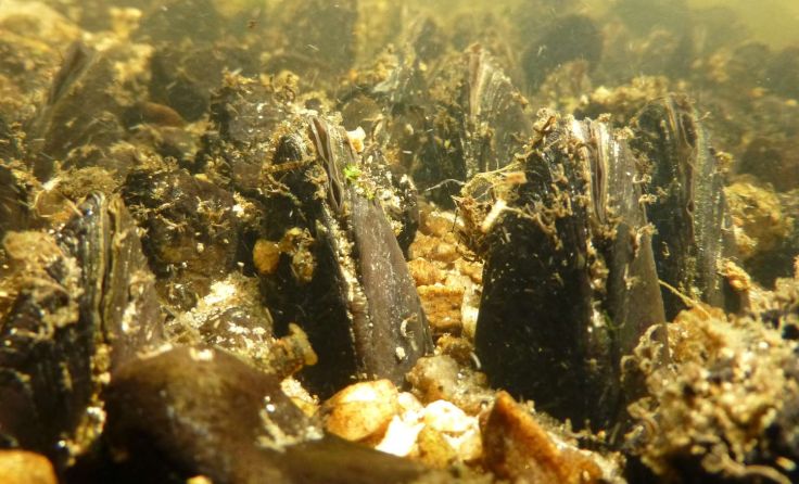 Erwachsene Flussperlmuscheln Foto: Technisches Büro blattfisch e.U.