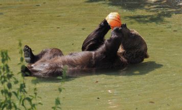 Bär Erich spielt Wasserball