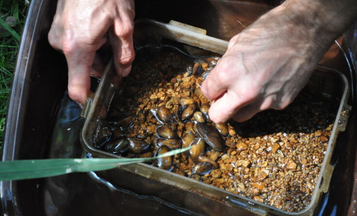 Nachgezüchtete Jungmuscheln (Foto: blattfisch_Boku)