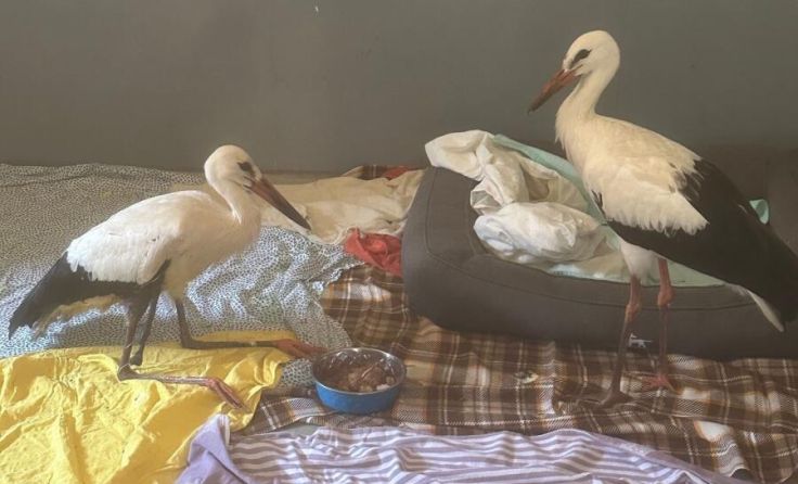 Storchen-Krankenstation: Freistadt trifft Haslach (Foto: Tierheim Freistadt)