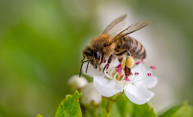 Bienen - unsere Zukunft (Foto: Martin Erstling/Adobe Stock)